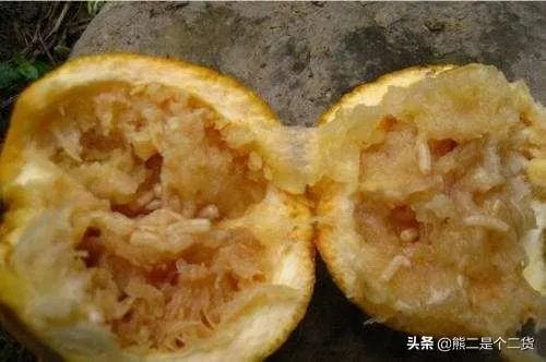 怎么防治柑橘病虫害？