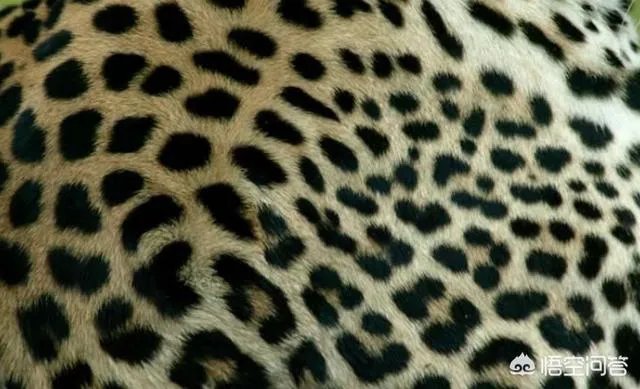 美洲豹能下水捕杀鳄鱼吗？