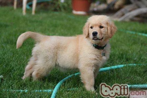 金毛犬大概多少钱一只？