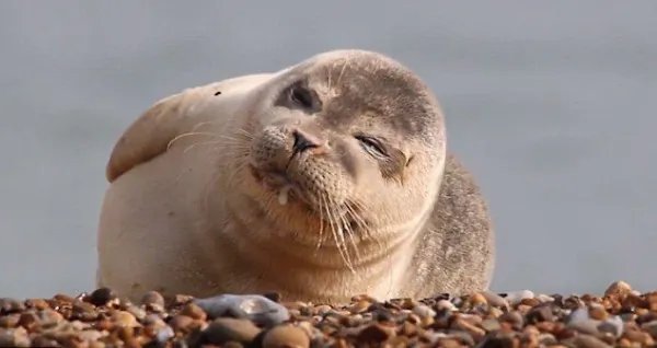 小海豹沙滩上平躺吐泡泡，如何评价小海豹的行径？