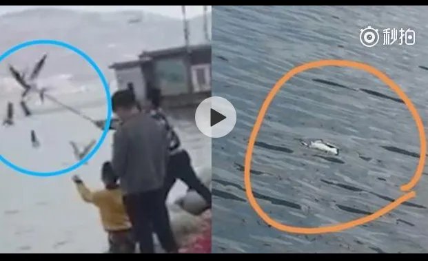 棒打海鸥入黑名单具体发生了什么？