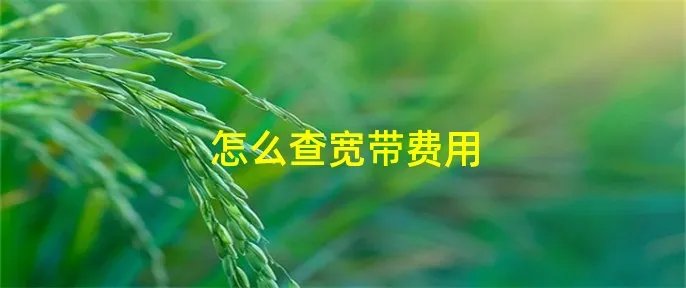 怎么查宽带费用