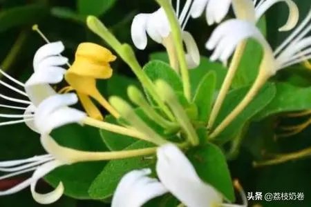 如何制作金银花茶，金银花茶的制作？