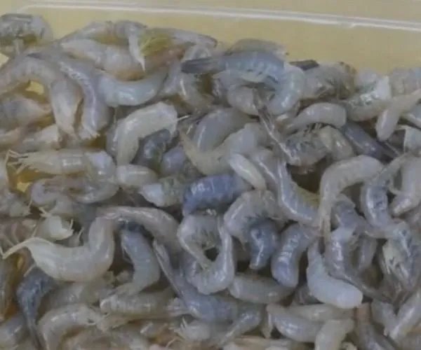 河虾怎么清洗才干净 河虾的清洗和处理方法