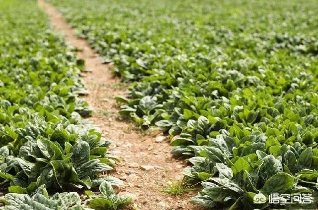 菜农100kg菠菜卖26元，超市里卖几块钱一斤，差价被谁赚走了？