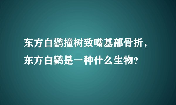 东方白鹳撞树致嘴基部骨折，东方白鹳是一种什么生物？
