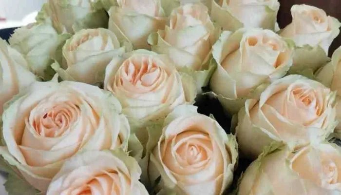 16朵粉色玫瑰花代表什么意思