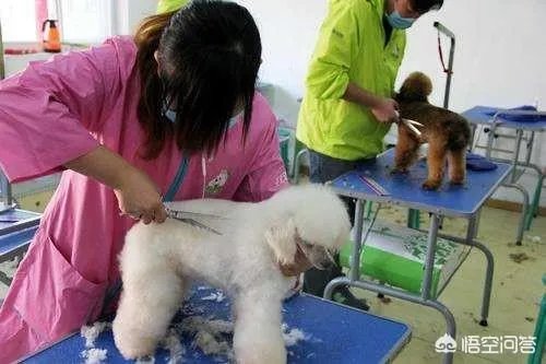 请问上海哪里有正规学习宠物美容学校,并且可以考证的?
