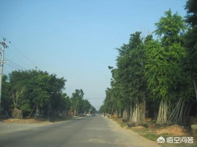 漳州市漳浦县沙西镇为什么被称为中国榕树盆景之乡？