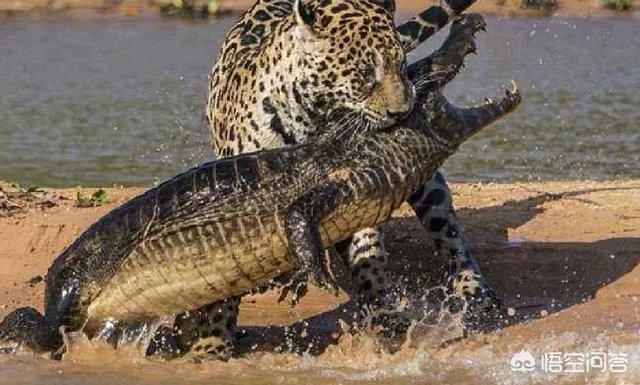 美洲豹能下水捕杀鳄鱼吗？