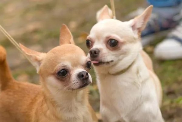 最忠诚的狗排名