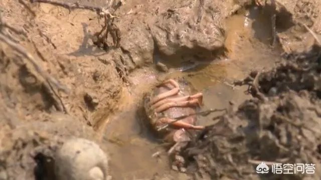 吉安：熊孩子买农药毒死千斤小龙虾，因放假在家太闲无事可做, 你怎么看？