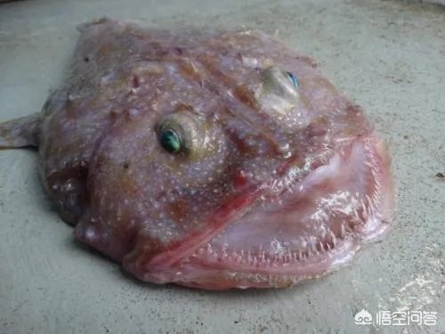 海怪和水怪，有什么区别？