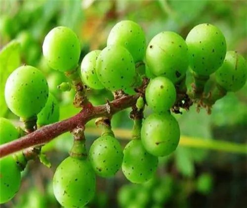 野葡萄有什么作用 野葡萄靠什么传播种子