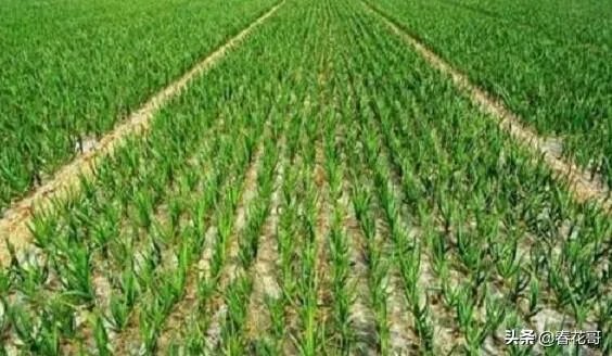 青蒜种植需要注意哪些事项？