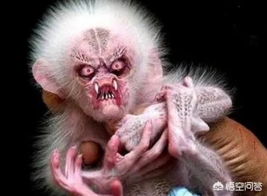 海怪和水怪，有什么区别？