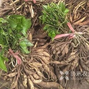 现在种植什么药材能够赚钱？