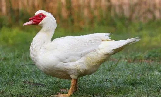 特种养殖有哪些品种