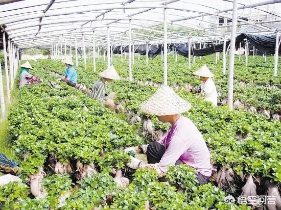 漳州市漳浦县沙西镇为什么被称为中国榕树盆景之乡？