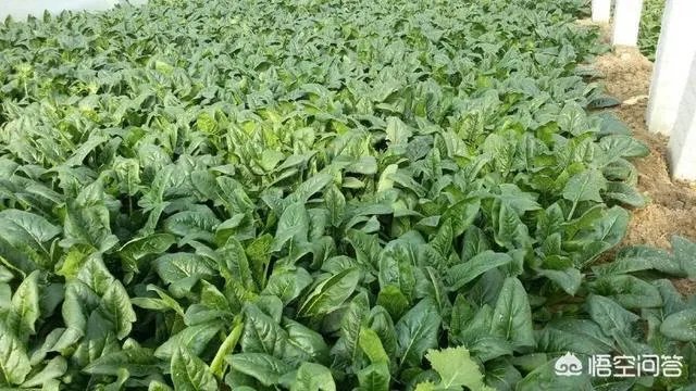 菜农100kg菠菜卖26元，超市里卖几块钱一斤，差价被谁赚走了？