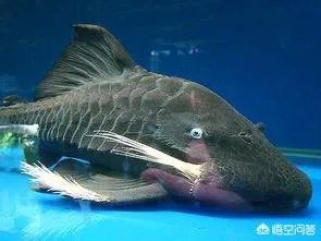 蓝眼皇冠豹好看吗？有哪些特征？