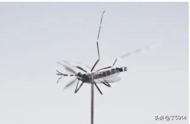 如何看待安徽通报1例登革热病例，曾有印度、缅甸、巴基斯坦等国旅居史？居民如何做好防护？