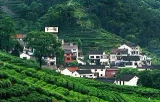 杭州的龙井茶有什么特色？