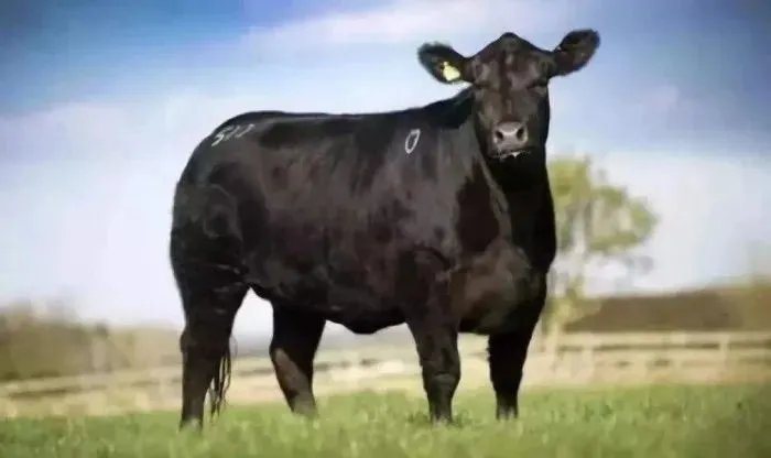 5G时代来临，“云养殖”变成现实？在家就能养“牛”