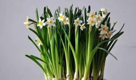 老太偷邻居洋水仙包饺子给孙子吃 中毒后上门求赔偿 怎么处理的