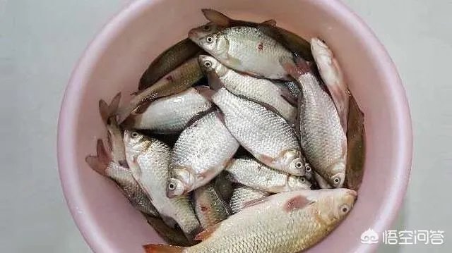 五一收费公路免费，你会出去旅游吗？