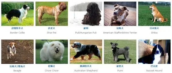 宠物狗的各种种类介绍+图片