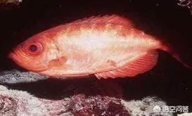 黑鳍牛目鲷是夜行鱼吗？这种鱼有什么习性吗？