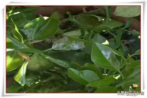 怎么防治柑橘病虫害？