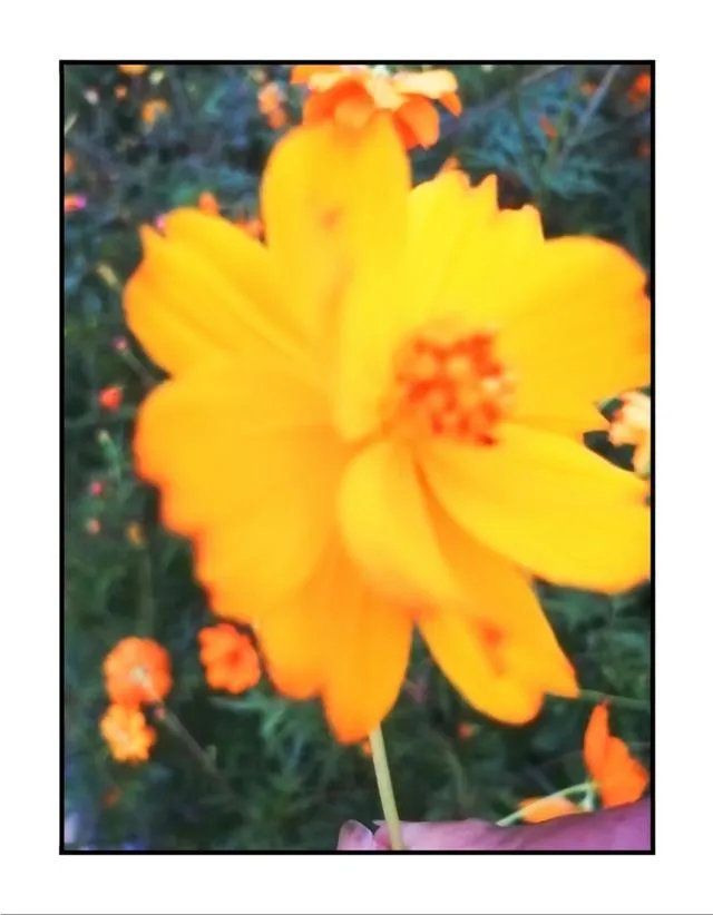 你相信《非诚勿扰》中的男女嘉宾真的是为相亲而来的吗？