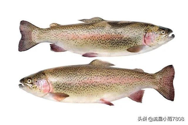 三文鱼成为新疫情“关键”。它的来源该怎样追踪?