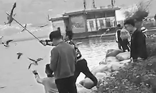 棒打海鸥入黑名单具体发生了什么？