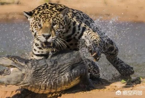 美洲豹能下水捕杀鳄鱼吗？