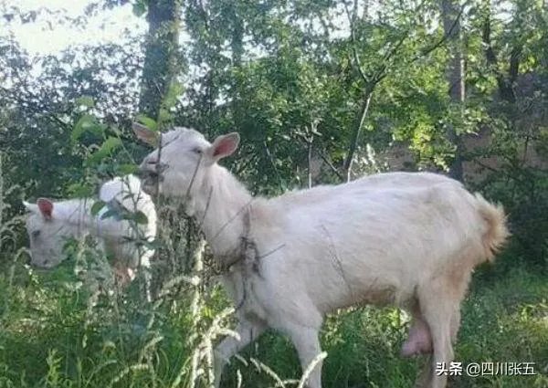 饲养关中奶山羊需要注意什么？