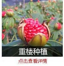 现在种植什么药材能够赚钱？