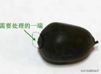 碗莲种植方法图解教程？