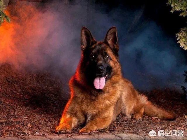 对于“锤系德牧”你怎么看？