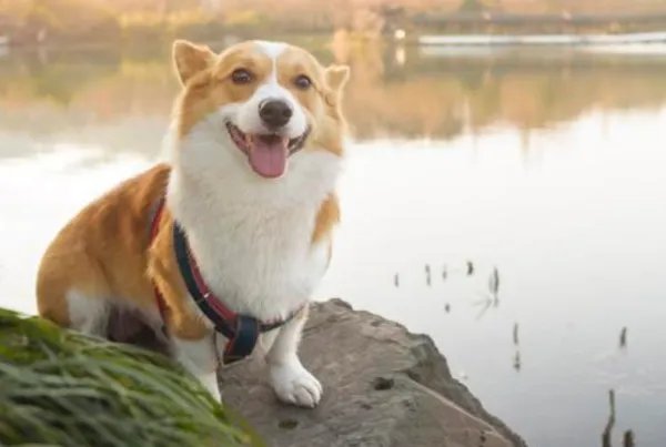 最忠诚的狗排名