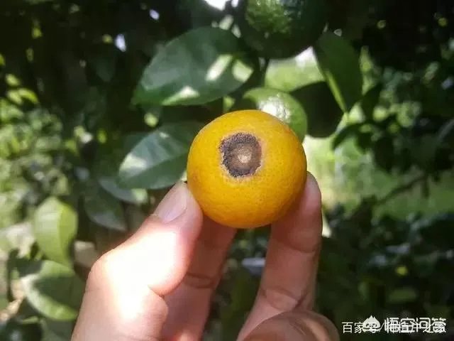 怎么防治柑橘病虫害？