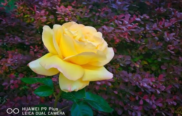 为什么现在的智能机很多都用1200万像素？