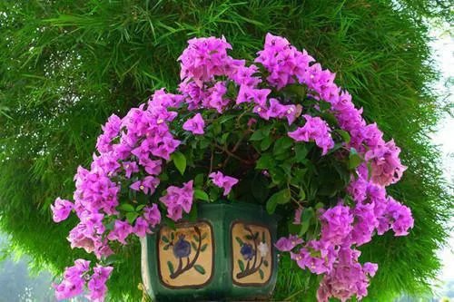 901999向微江城 901999小说全文阅读