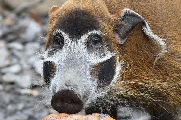 英媒：西班牙城市野猪成灾，伤人事件频发！野猪为何会出现在城区？