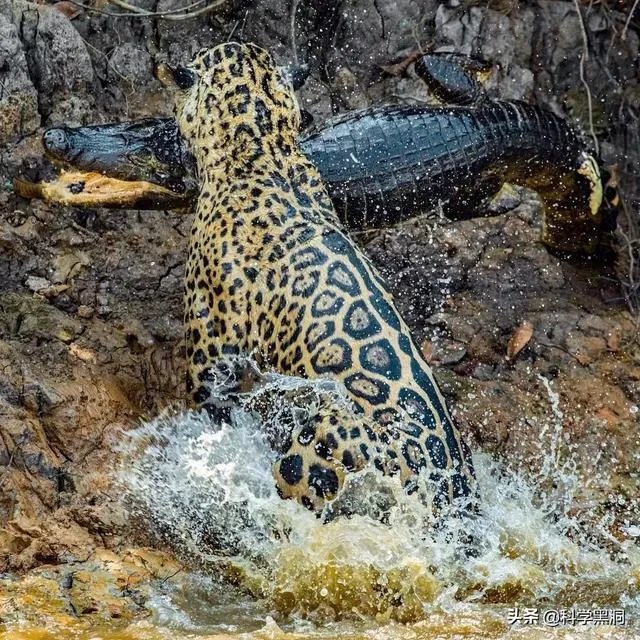 美洲豹能下水捕杀鳄鱼吗？