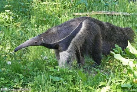 四只南美洲大食蚁兽落户郑州是真的吗？