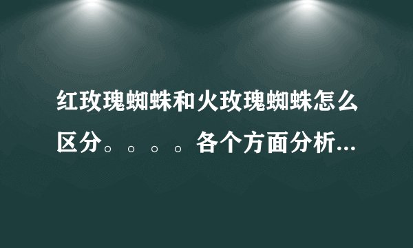 红玫瑰蜘蛛和火玫瑰蜘蛛怎么区分。。。。各个方面分析。。。。