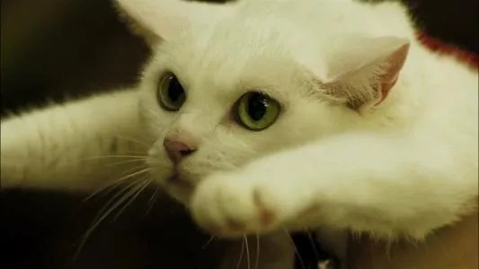 继承了“老佛爷”遗产的那只猫，如今生活的怎么样了？